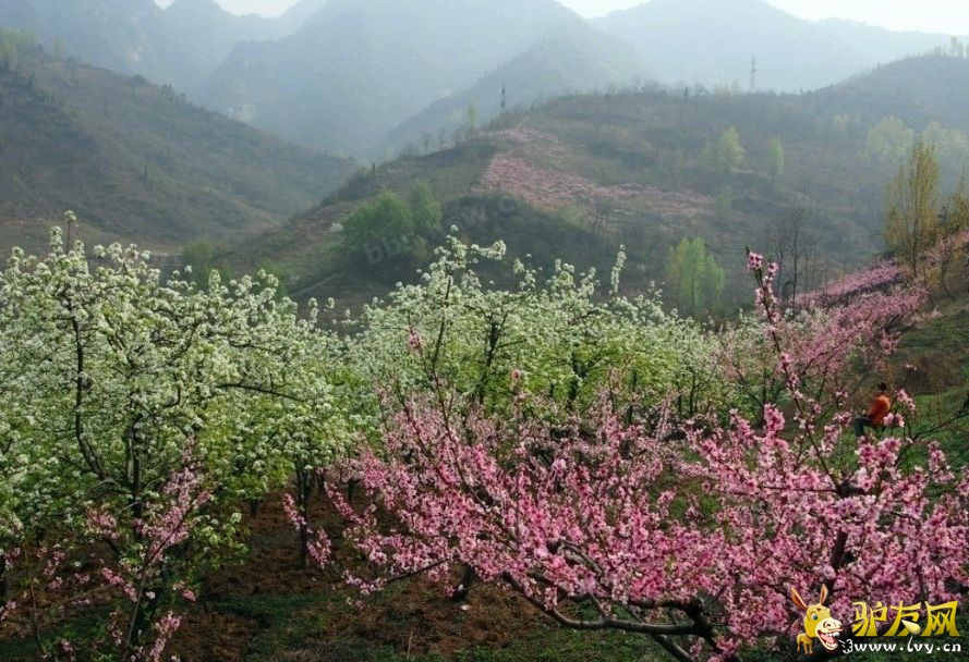 桃花3.jpg